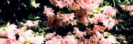 Lis. banner
