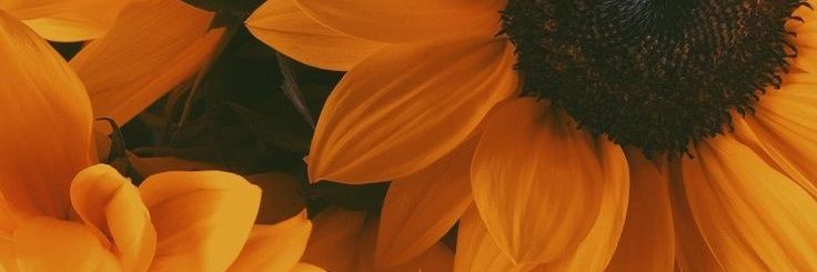 olveira_an's profile banner image