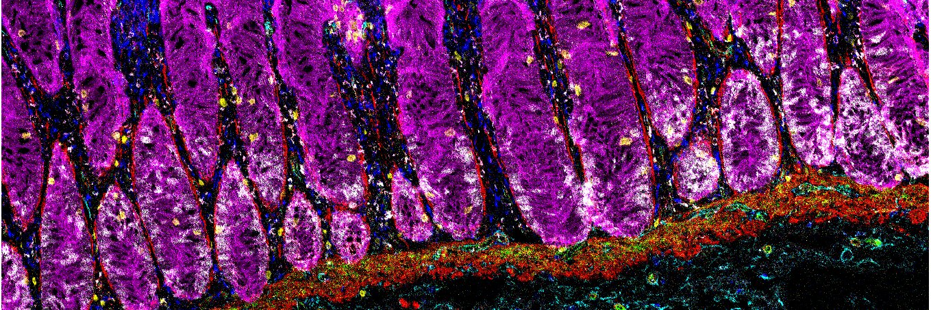 Francesca Ciccarelli banner