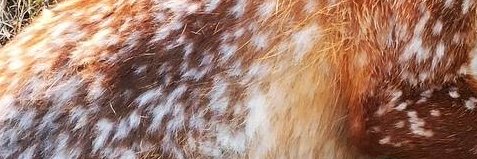 LetsTalkPetz's profile banner image