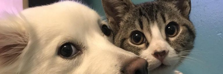 ArmutCicegi's profile banner image