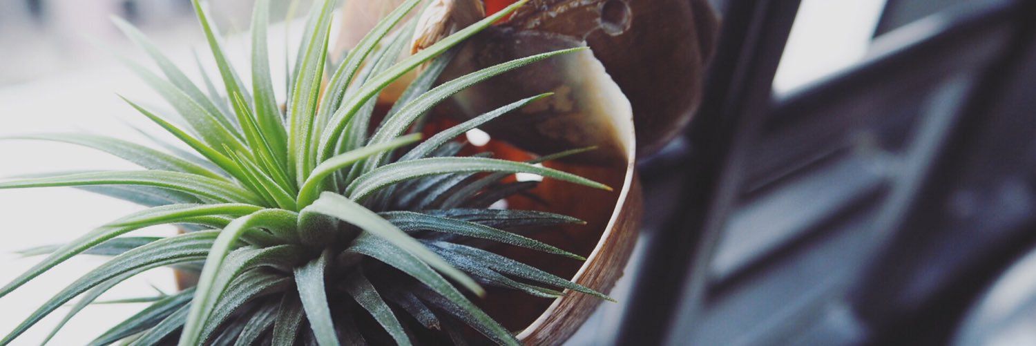 .: meishan :. banner