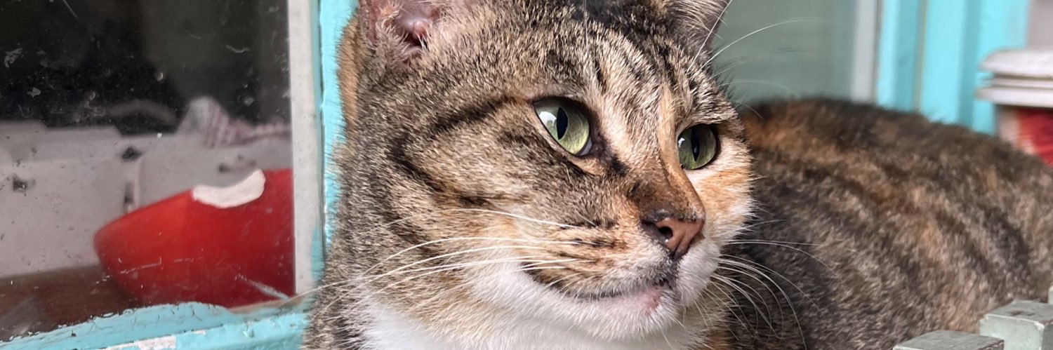 laidbackturtle's profile banner image