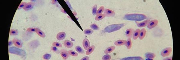 SICB_DEDE Profile Banner
