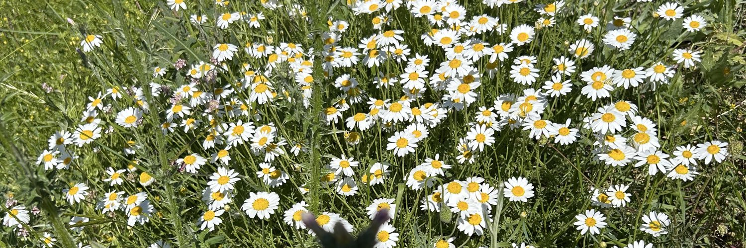 fbzehra75's profile banner image