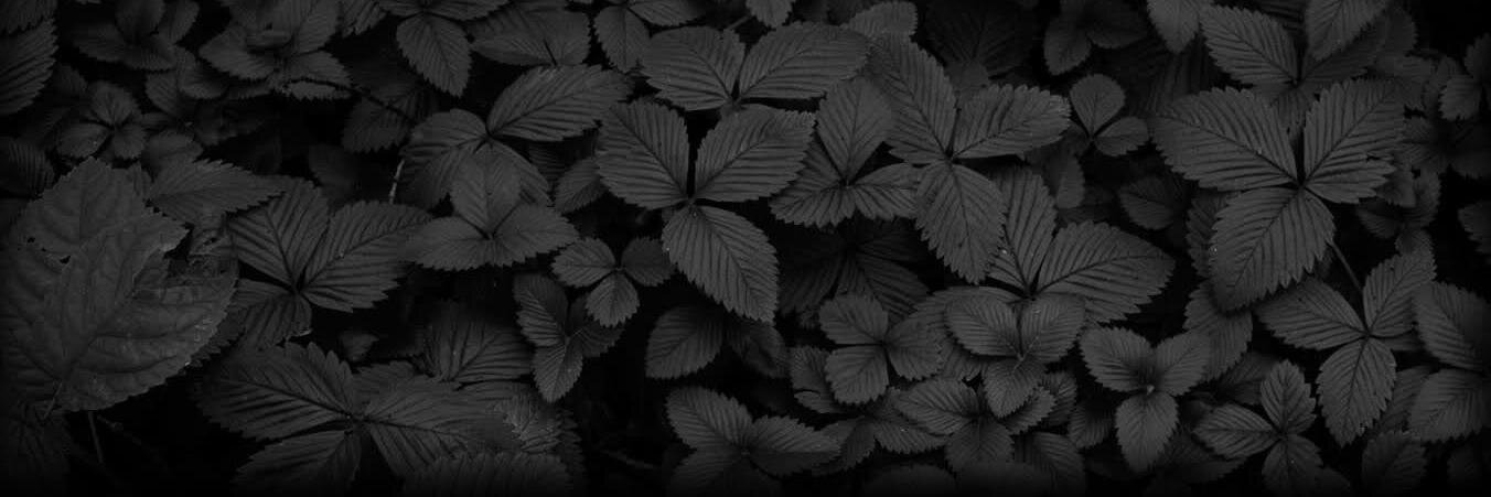 UndeadTiger's profile banner image