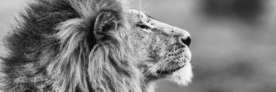 romaoicom's profile banner image