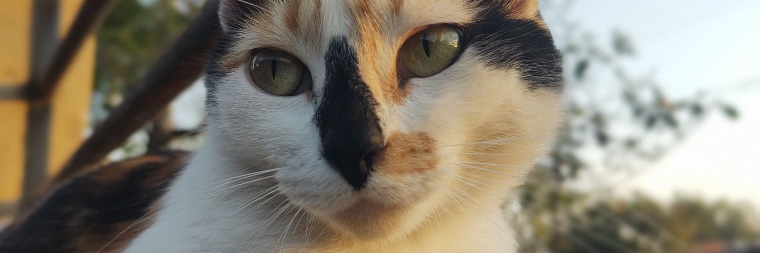 NatiGuill's profile banner image