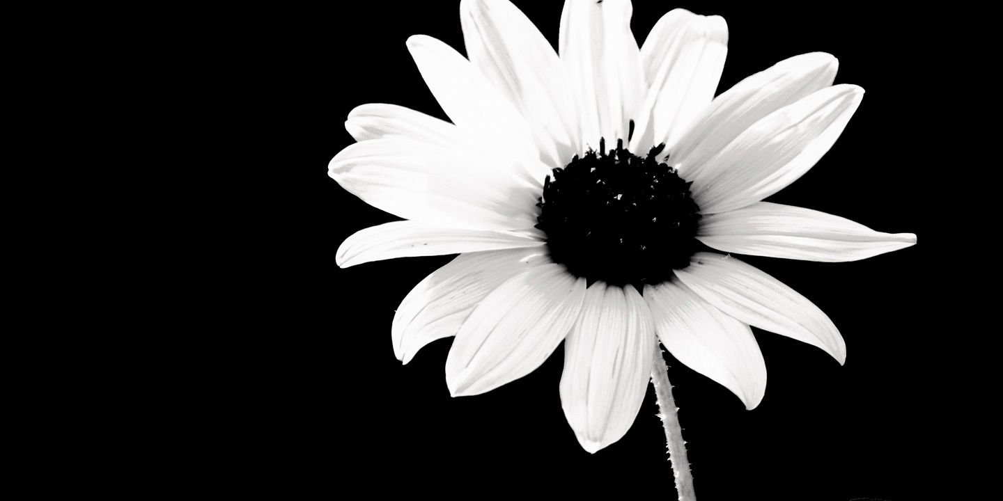 lesleyjefferies's profile banner image