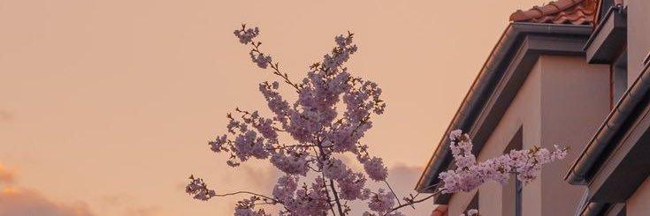kittysieg's profile banner image