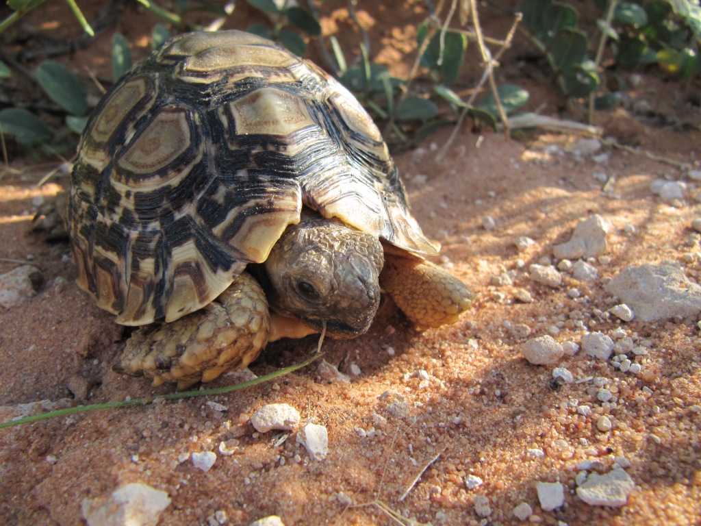 courtney cook banner