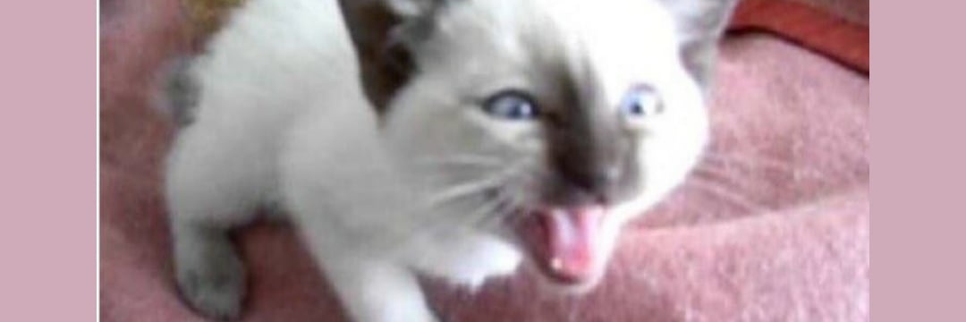 nattdelgado's profile banner image