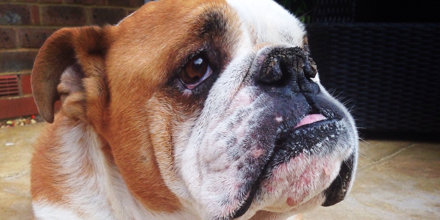 WinstonBulldog's profile banner image
