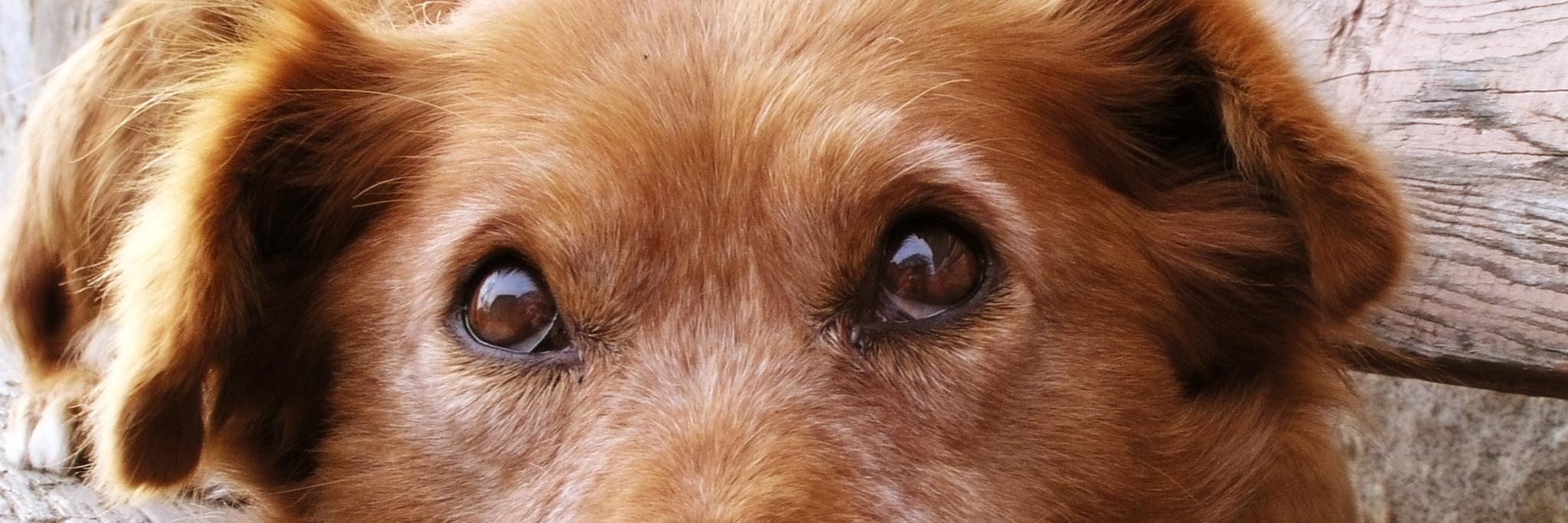 Dwiandrapp's profile banner image