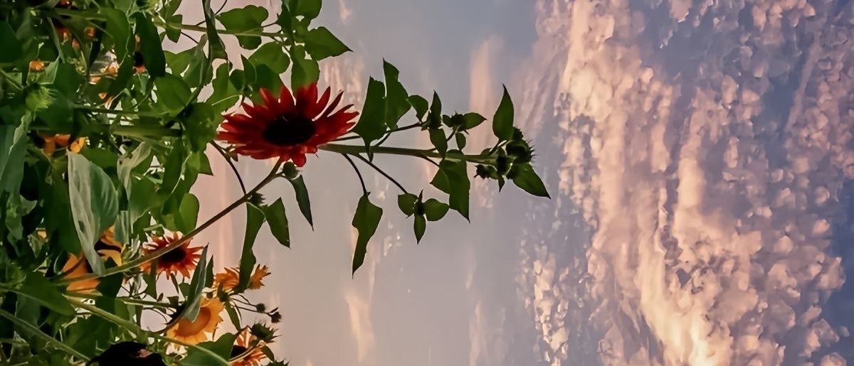 Aliicciiiaaaa's profile banner image