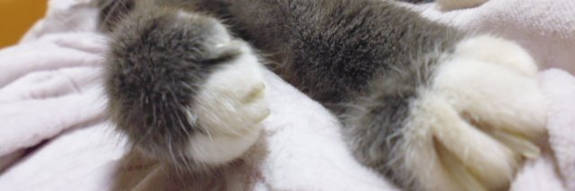 habanimu's profile banner image