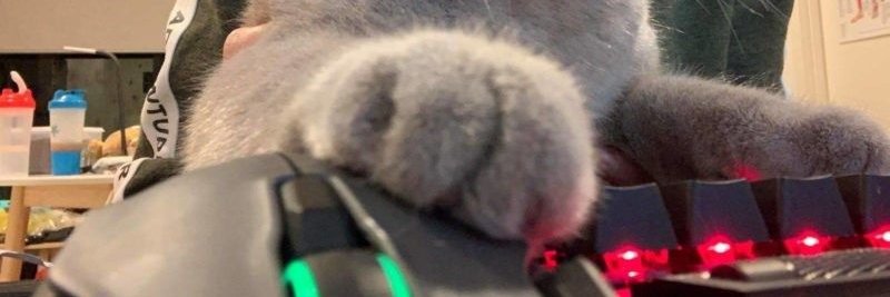 AsianGamerCat's profile banner image