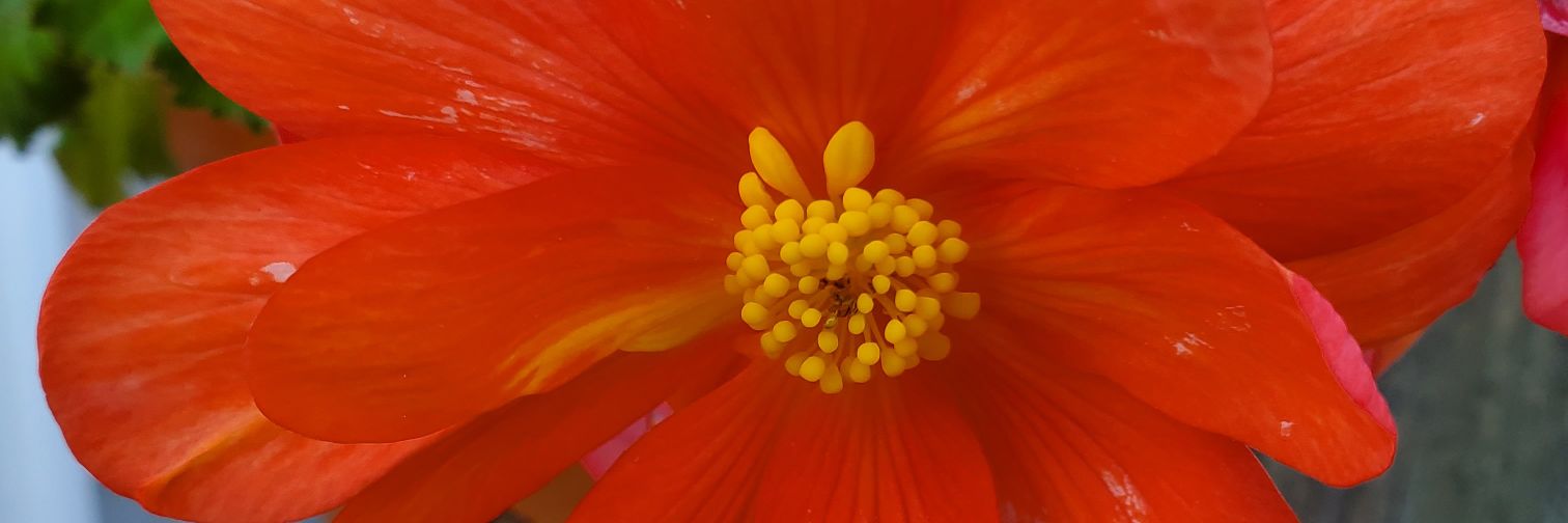 Lionathletictrainer banner