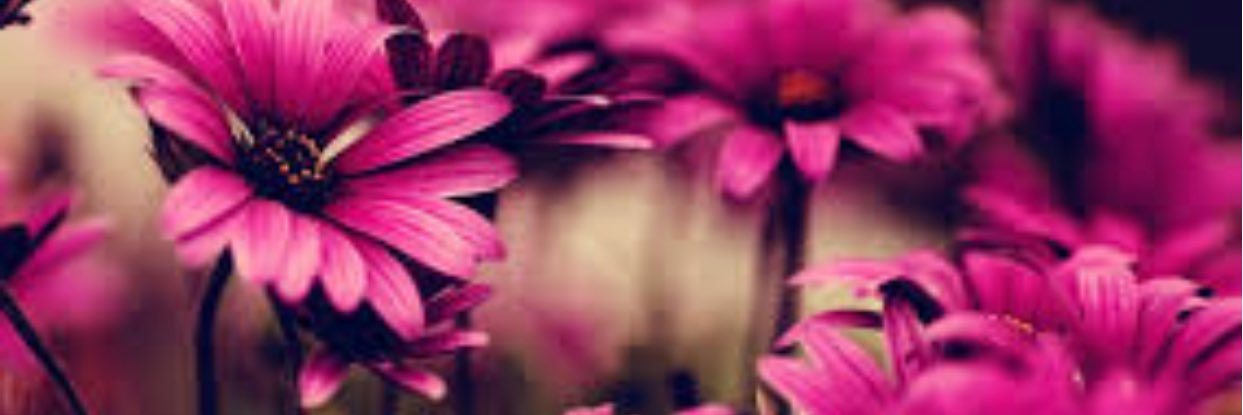 pam_mun's profile banner image