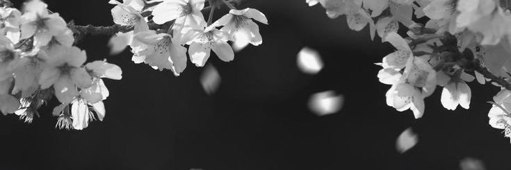 taya ꕤ banner