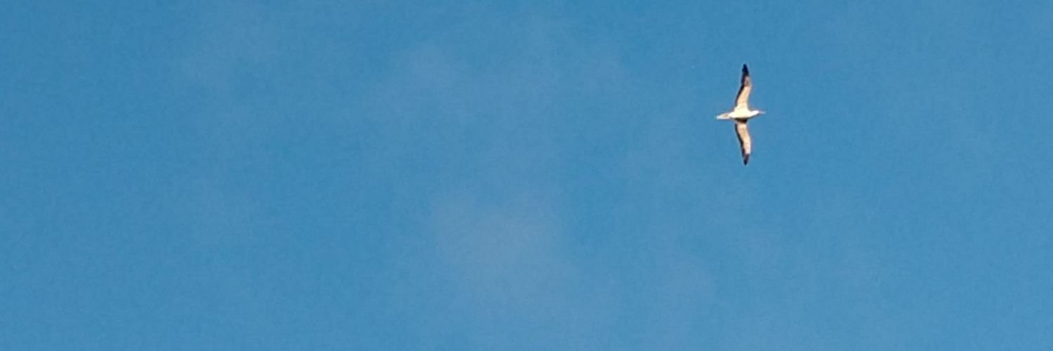 ryabininae's profile banner image
