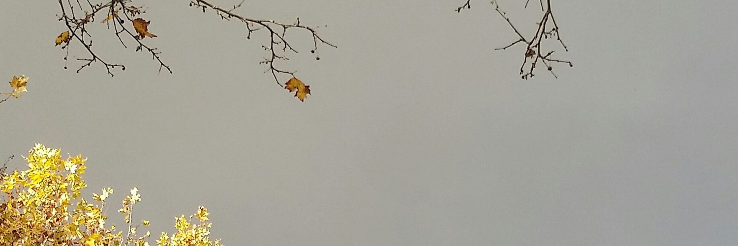 Priscilla Sellier banner