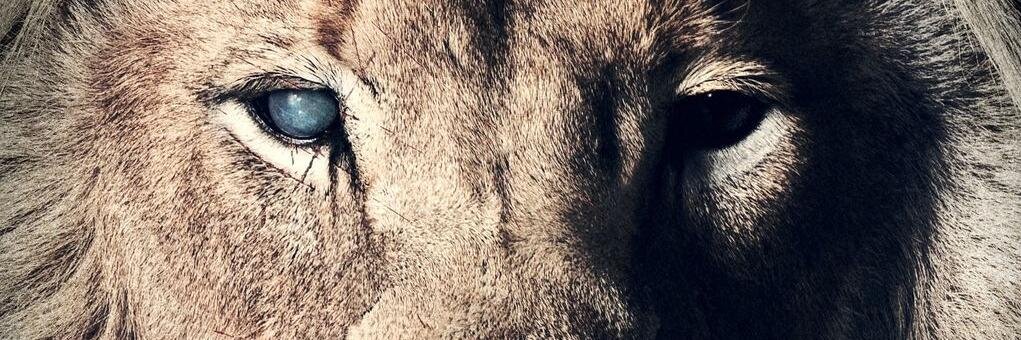 Nick banner