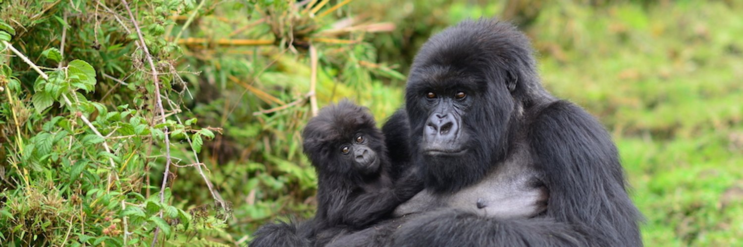 Dian Fossey Gorilla Fund Profile Banner