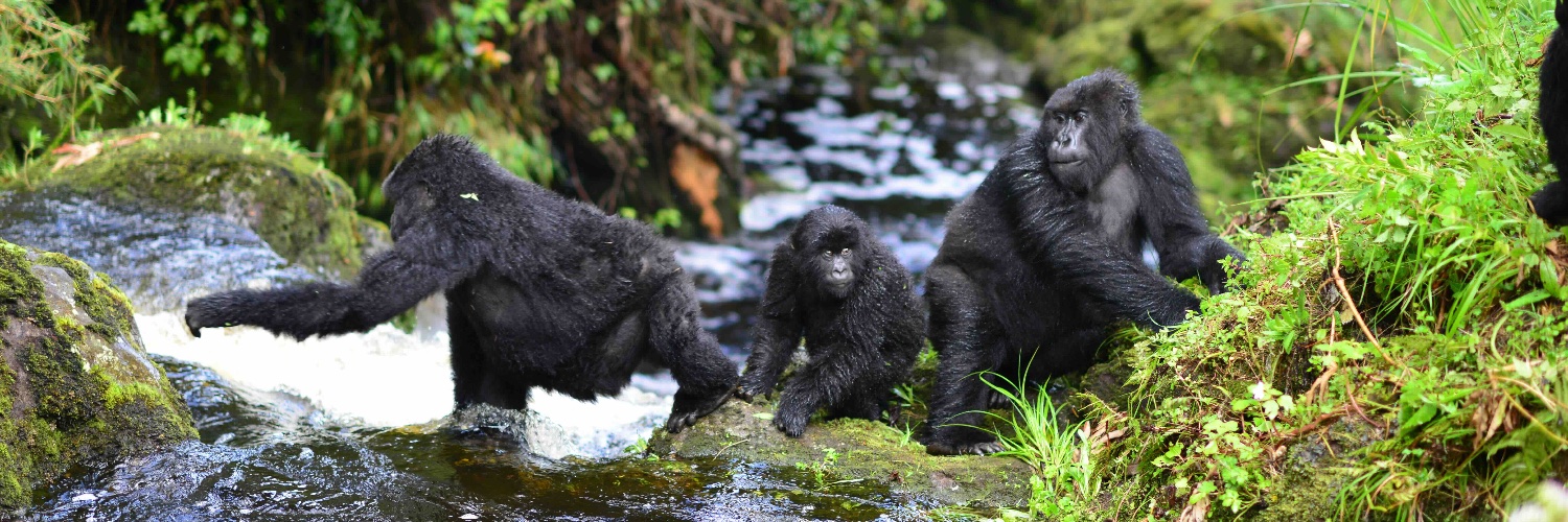 Dian Fossey Gorilla Fund banner