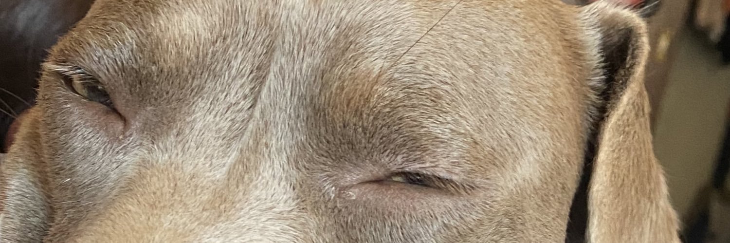 dianna1k's profile banner image