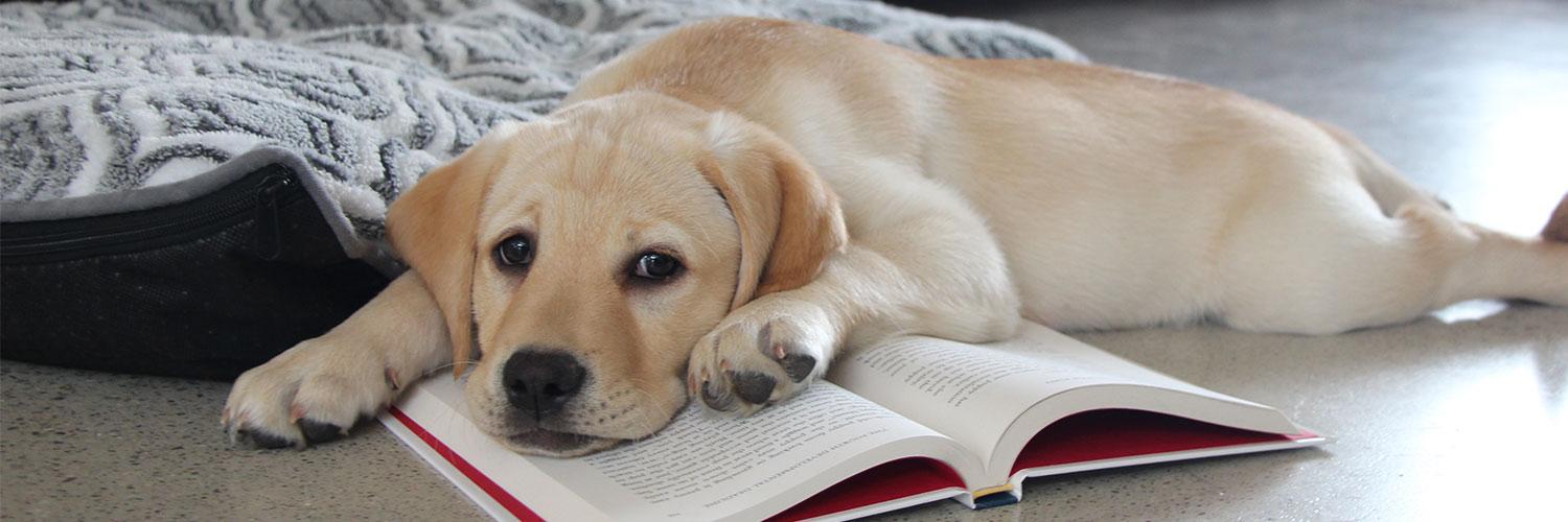 PuppyInTraining's profile banner image
