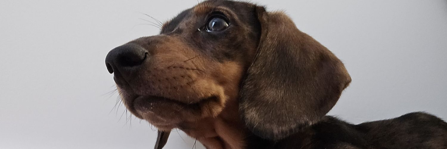 DrisStoica's profile banner image