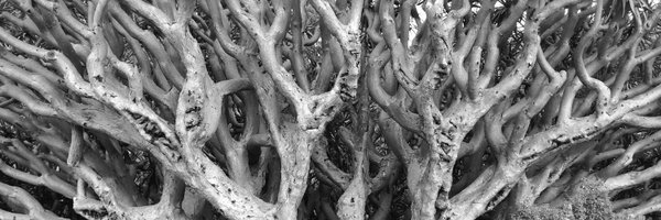 oflynnflute Profile Banner