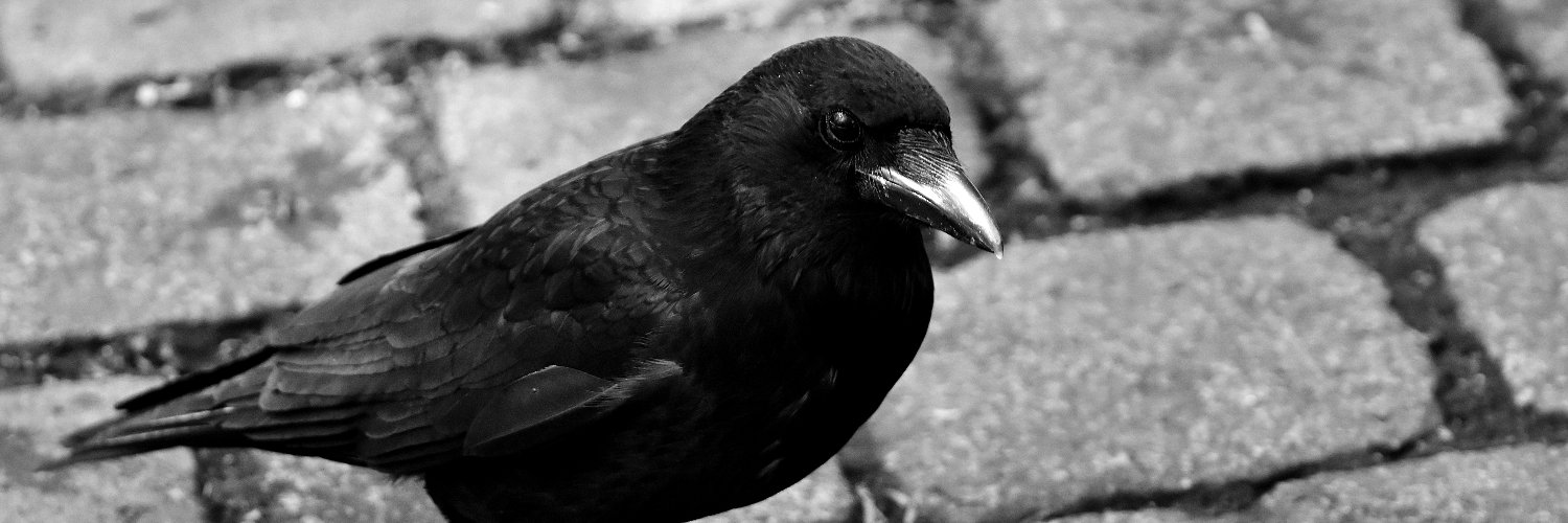 kaymraven's profile banner image