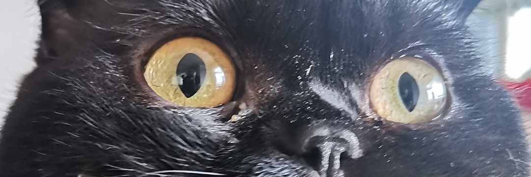 AliELK4's profile banner image