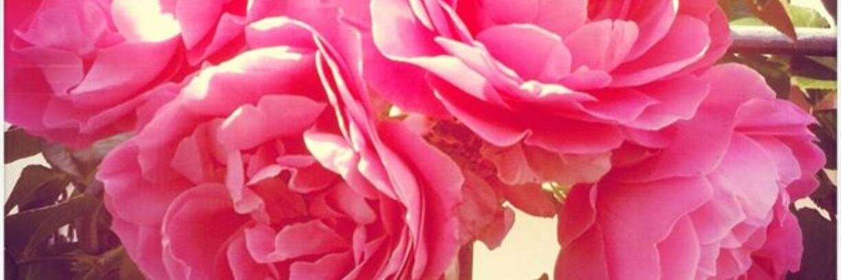 MichelleStuyck's profile banner image
