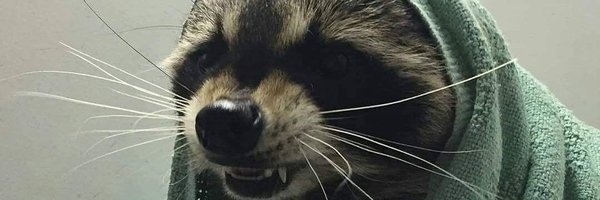 gordon_oo Profile Banner