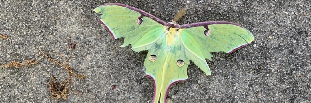 taryn🧚🏼 banner