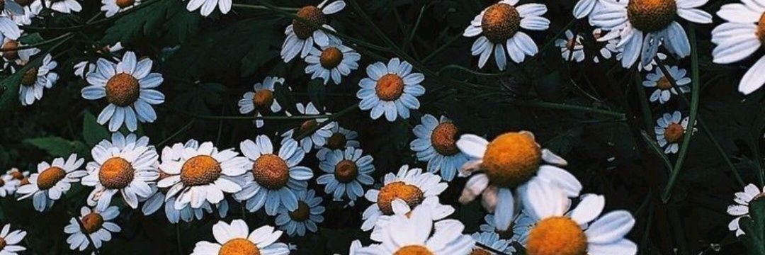 PaumFaye's profile banner image