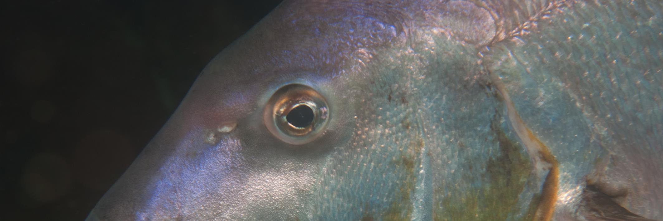 FishforLifeSA's profile banner image
