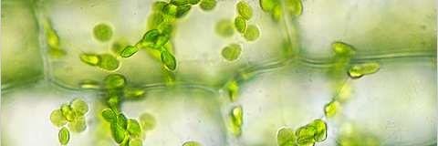GFA_Chloroplast's profile banner image