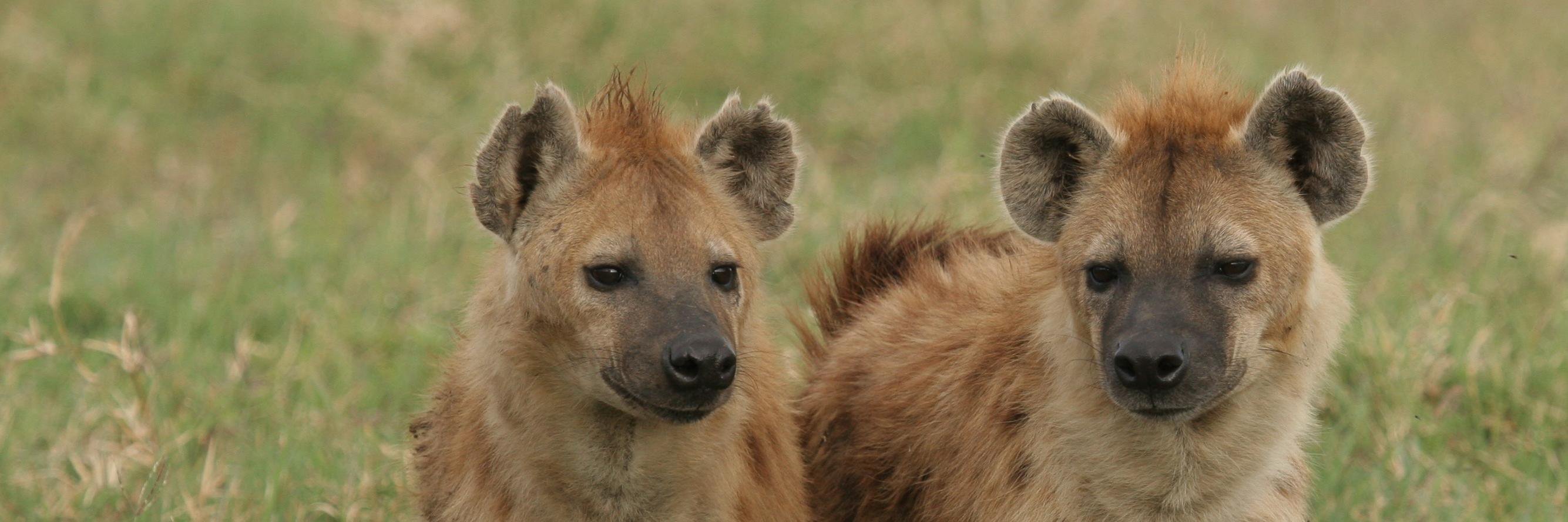 Hyena Project 🐾 banner