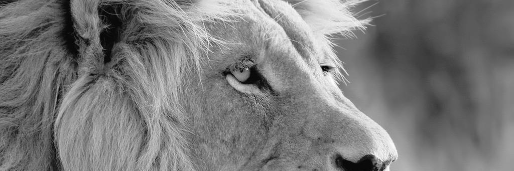 colo1908's profile banner image