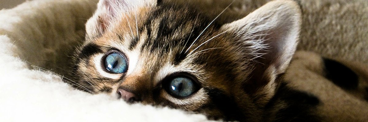 Andre Altbürger banner