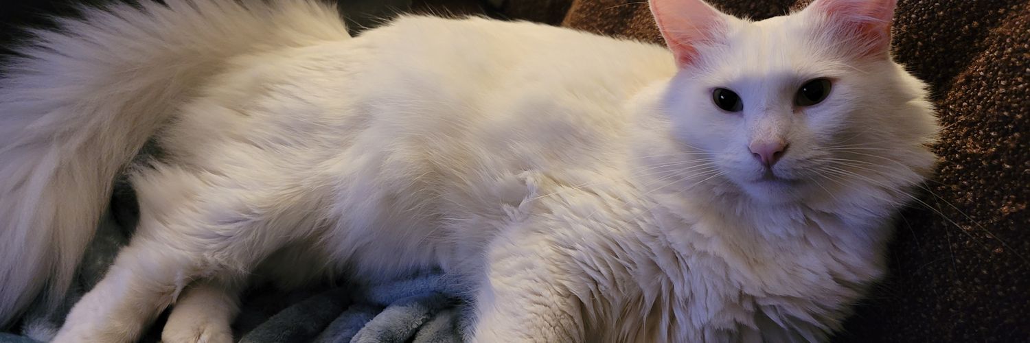 Friviea's profile banner image