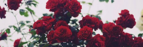 _LittlePinkHoe's profile banner image