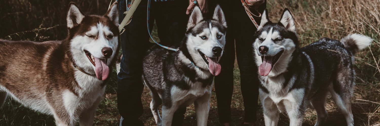 dani banner