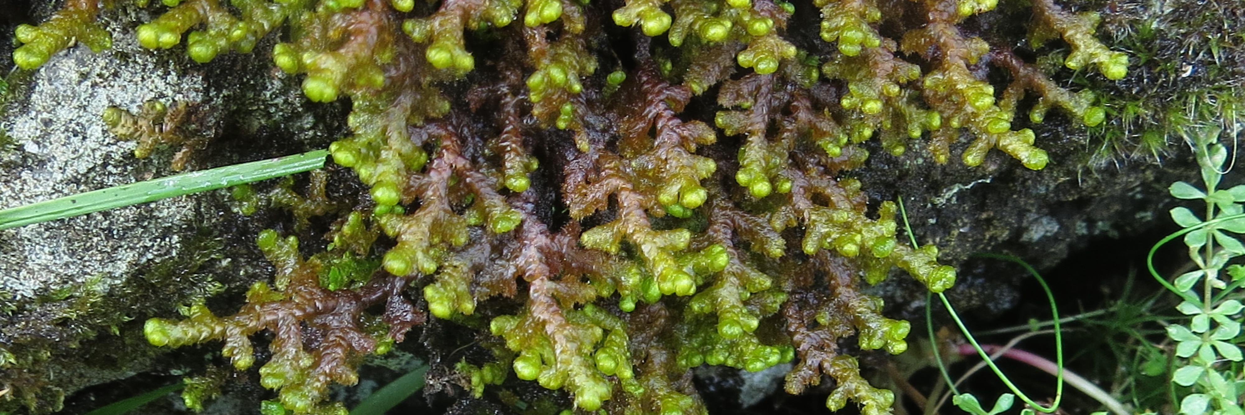 Lichen, Moss, Fungi banner