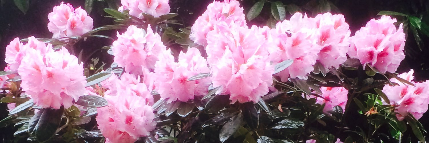 Norma64417112's profile banner image