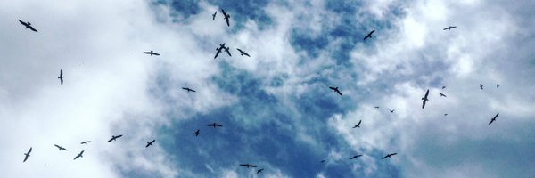 cisquella Profile Banner